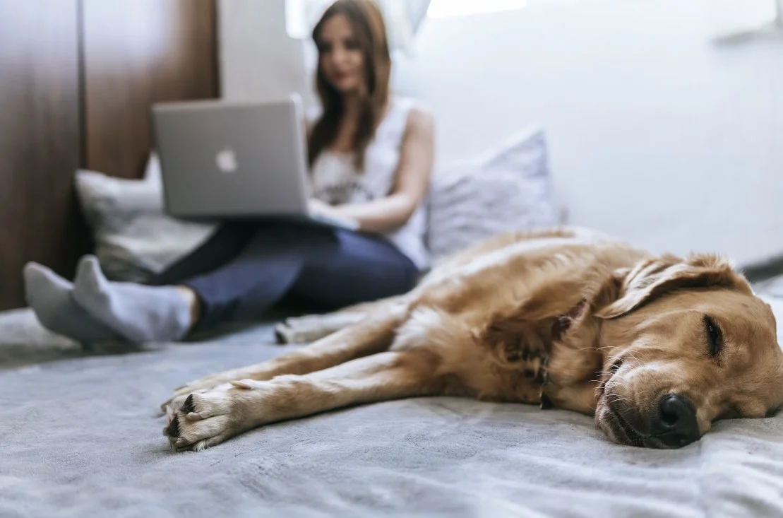 smart bed sofa